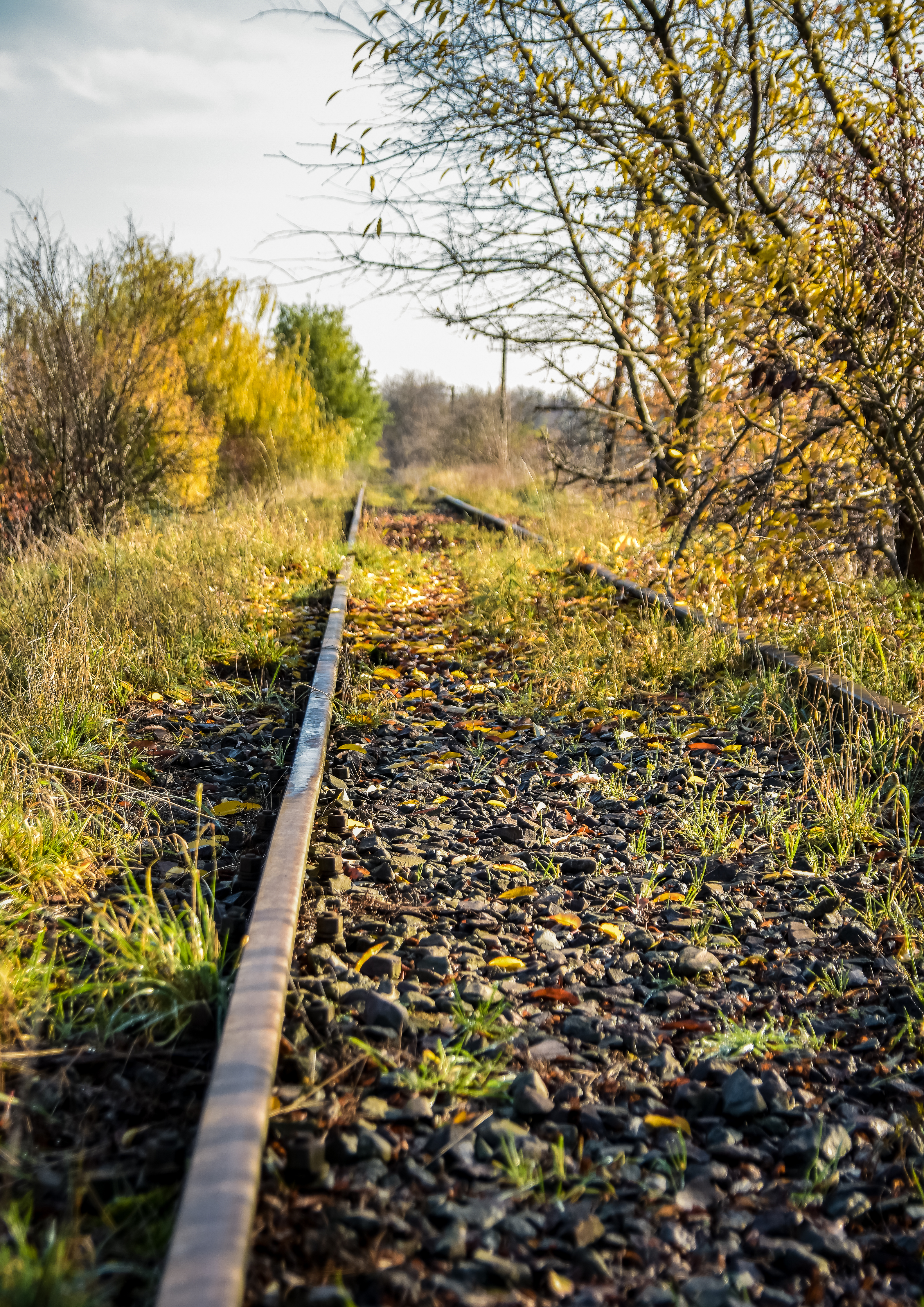 Linia kolejowa nr 363 Rokietnica – Międzychód. Tory porośnięte trawą i drzewami