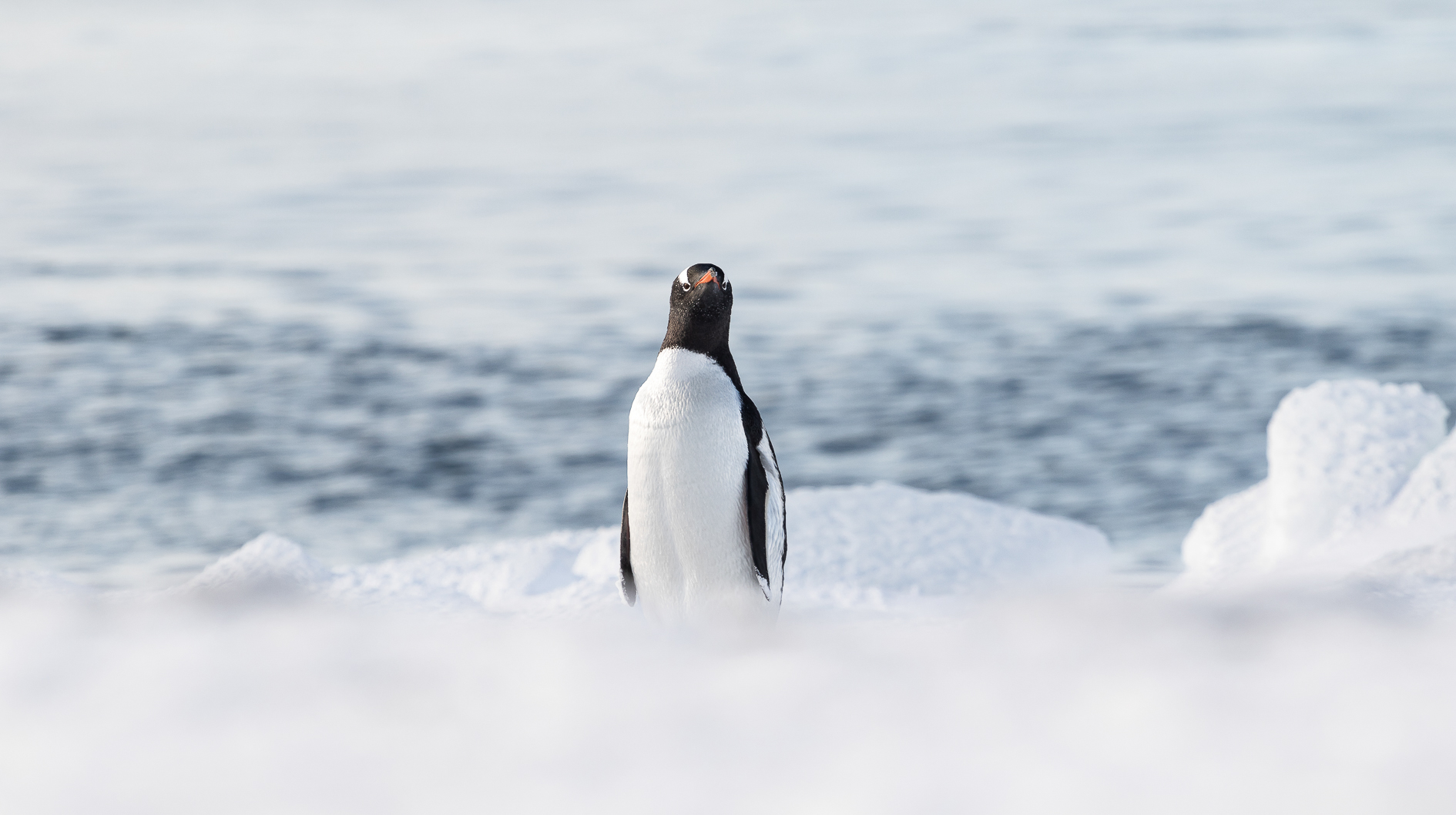 Na zdjęciu pingwin na tle antarktycznego pejzażu. Autor Tomasz Kurczaba.