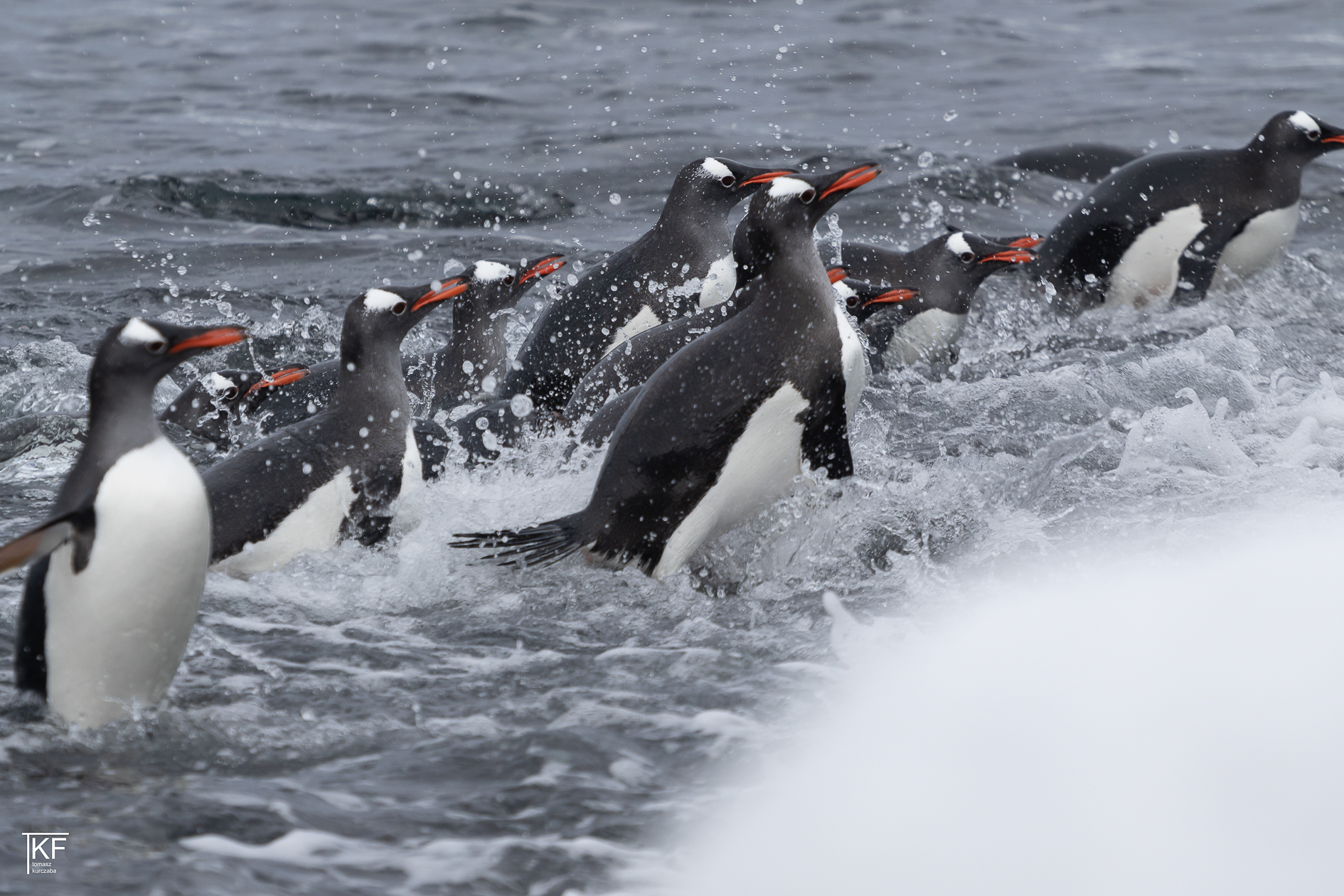 Na zdjęciu kilkanaście pingwinów w wodzie.