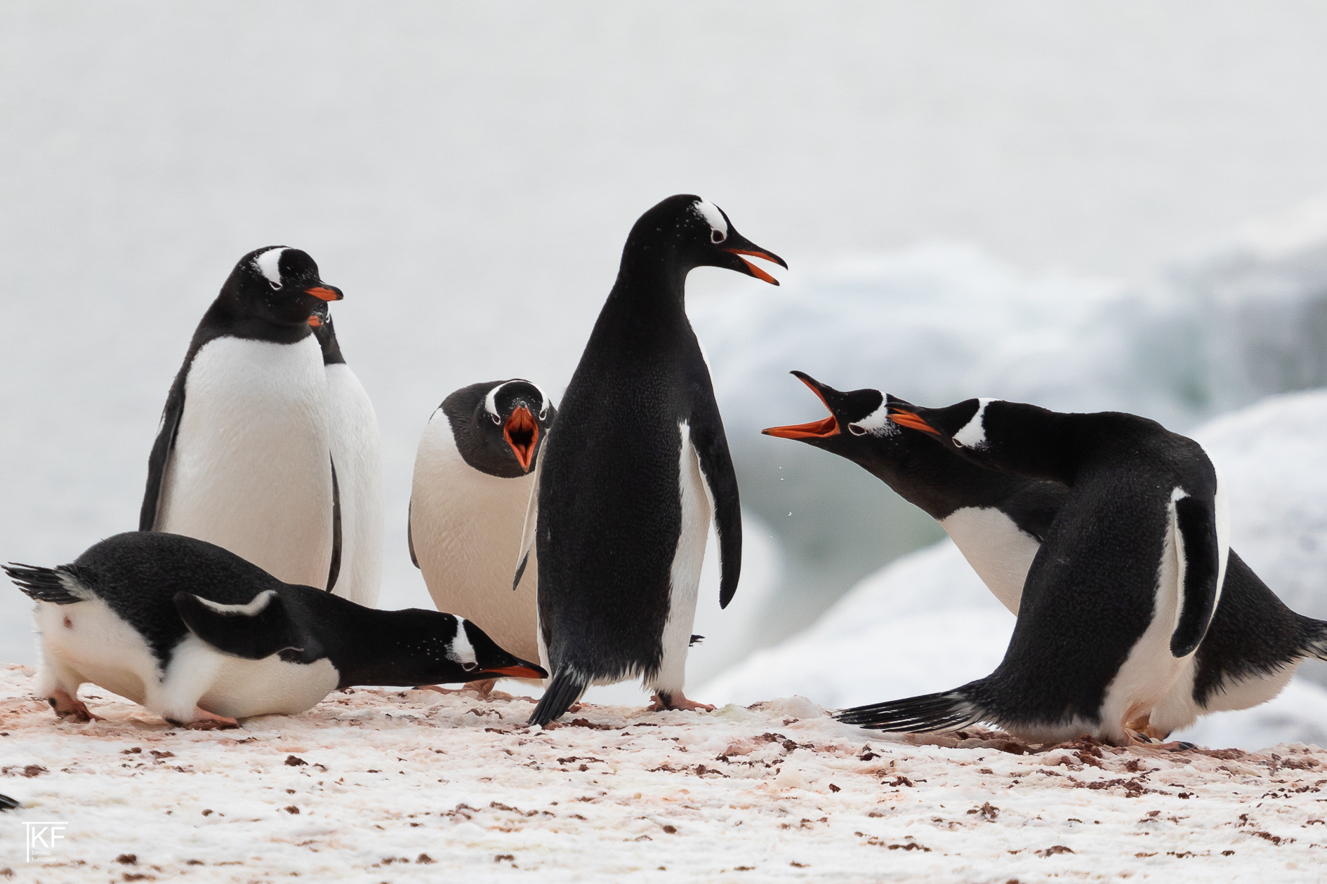 Na zdjęciu 6 pingwinów. 3 z nich mają otwarte dzioby. Autor Tomasz Kurczaba.