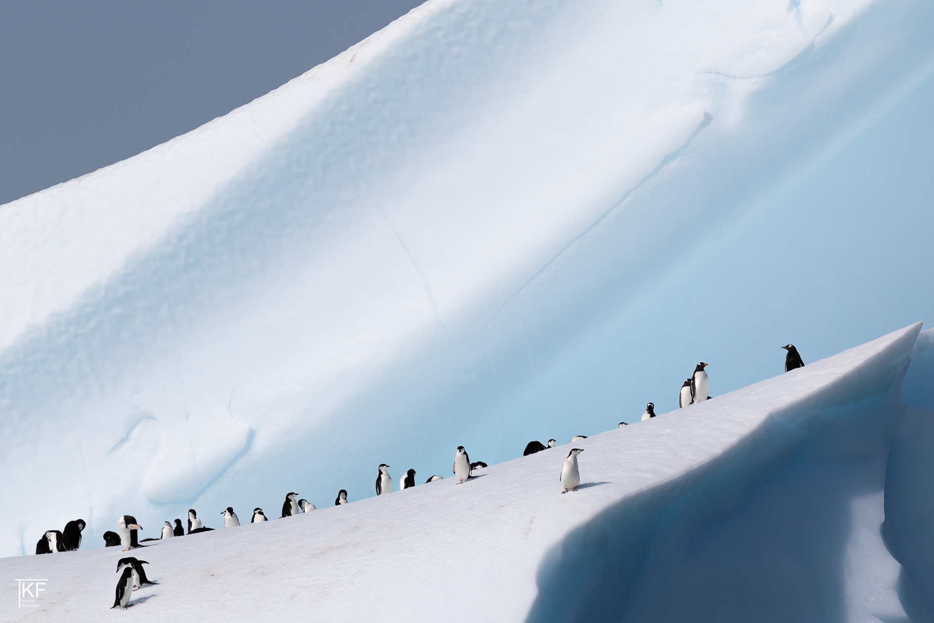 Na zdjęciu kilkanaście pingwinów na śniegu. Autor Tomasz Kurczaba