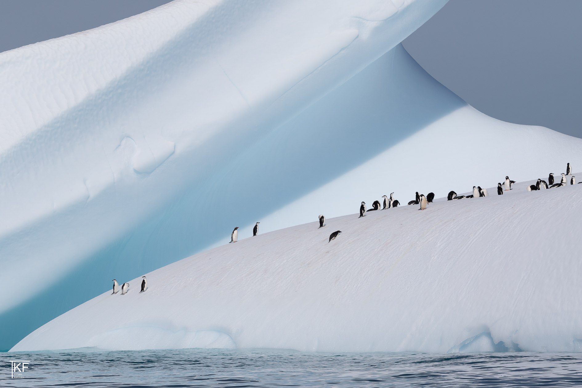Na zdjęciu kilkanaście pingwinów na brzegu pokrytym śniegiem. Poniżej woda. Autor Tomasz Kurczaba