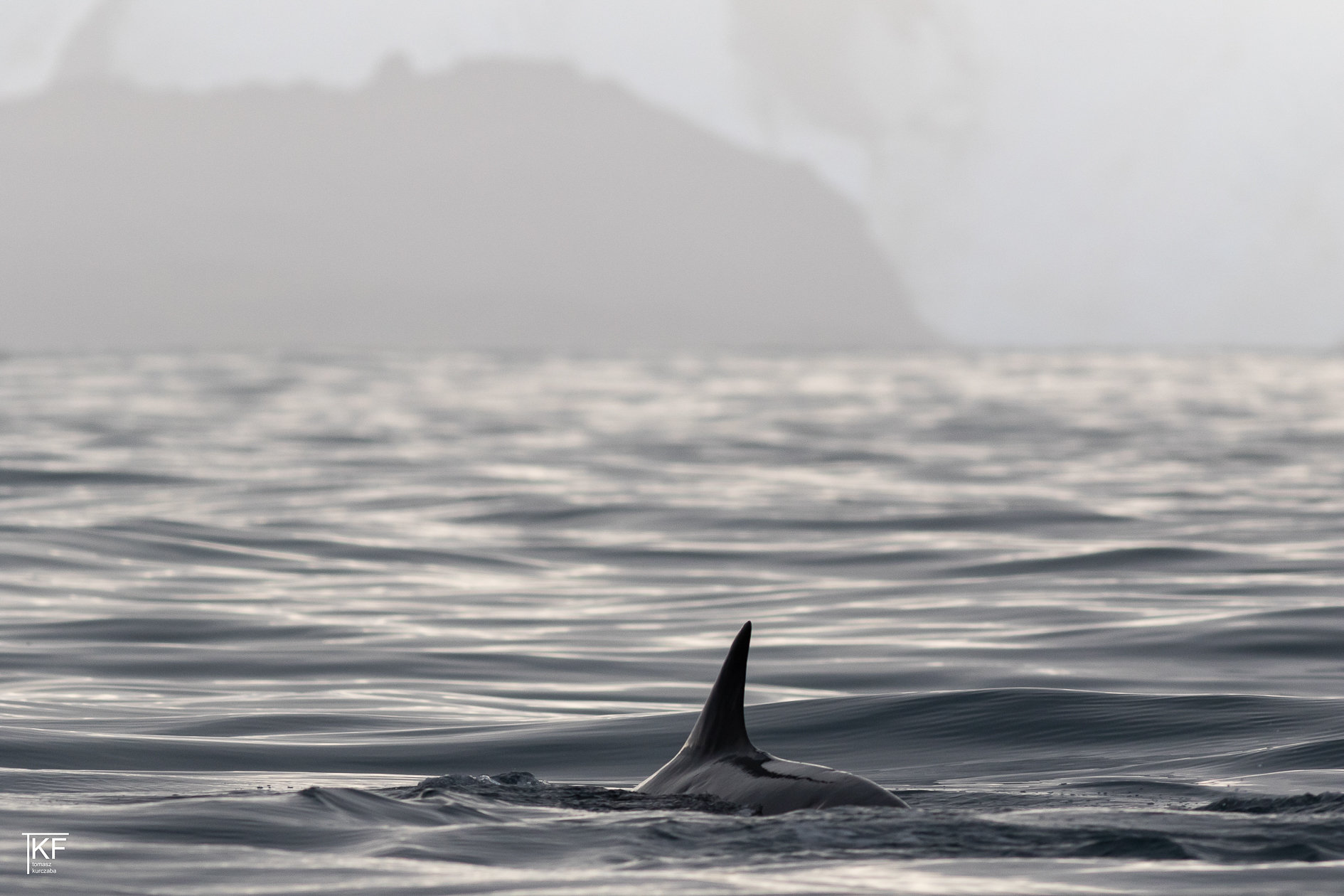 Na zdjęciu płetwa prawdopodobnie delfina widoczna ponad taflą wody. Autor Tomasz Kurczaba