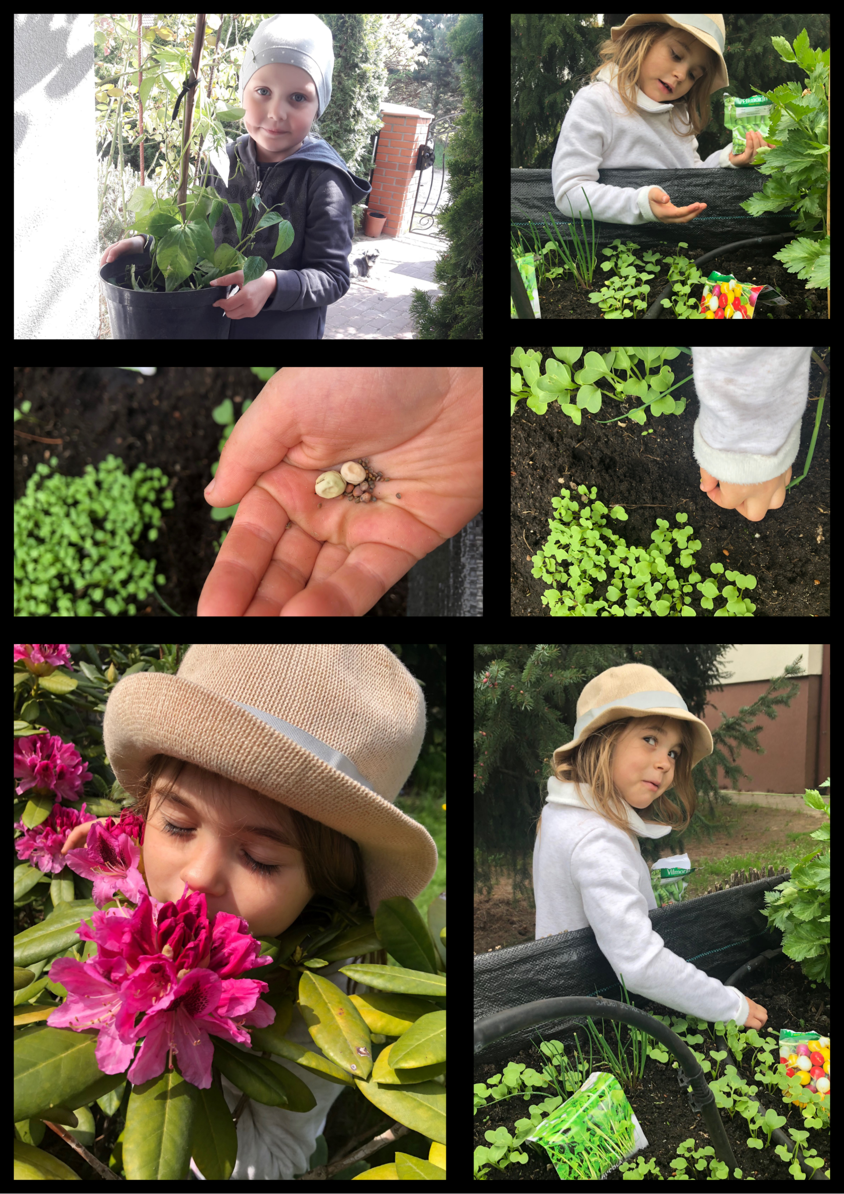 Na kolażu 6 zdjęć dziewczynki w ogrodzie. Sieje warzywa i wącha kwiaty.
