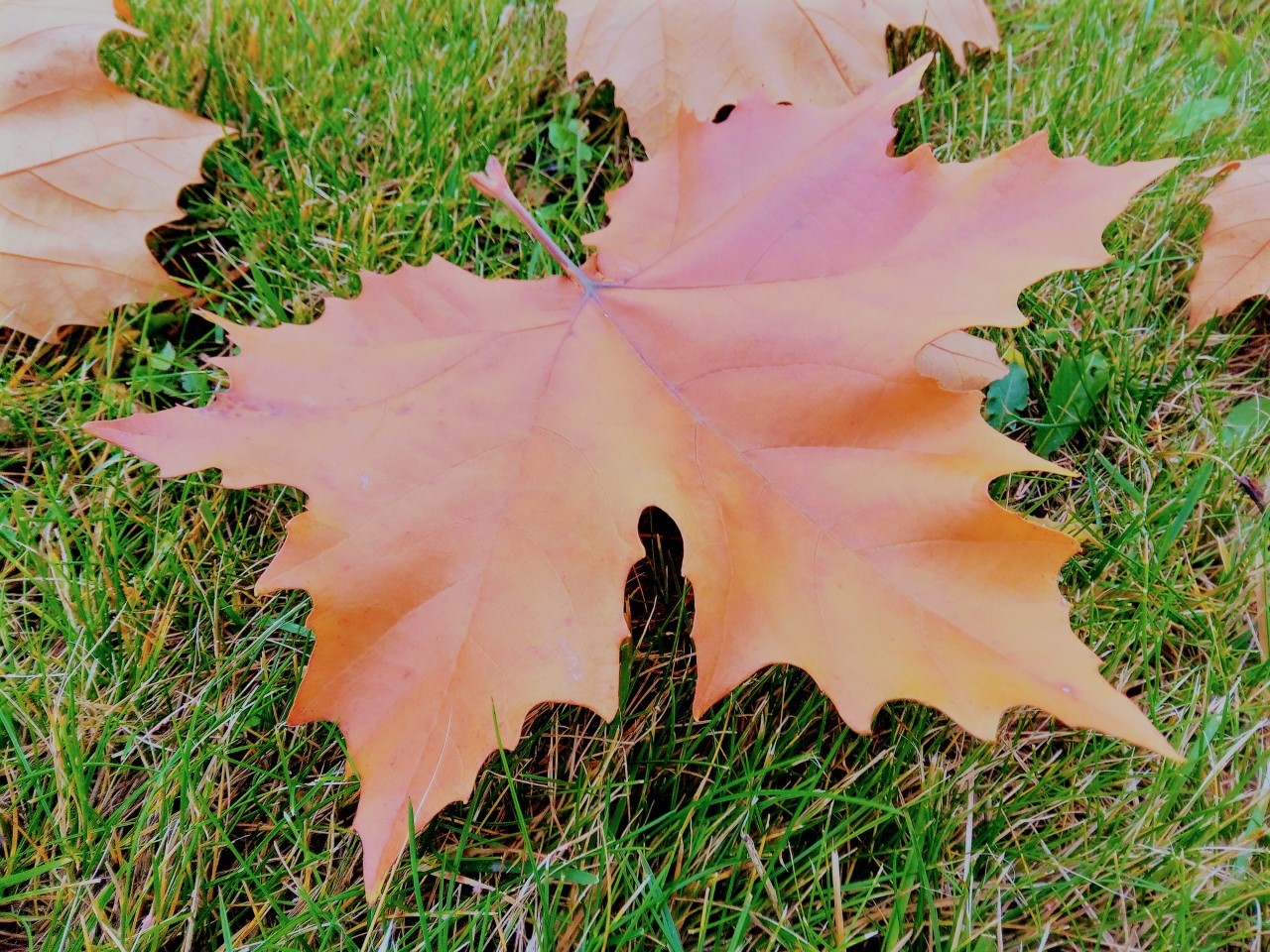 Na zdjęciu jesienne, pomarańczowe liście, leżące na zielonej trawie.
