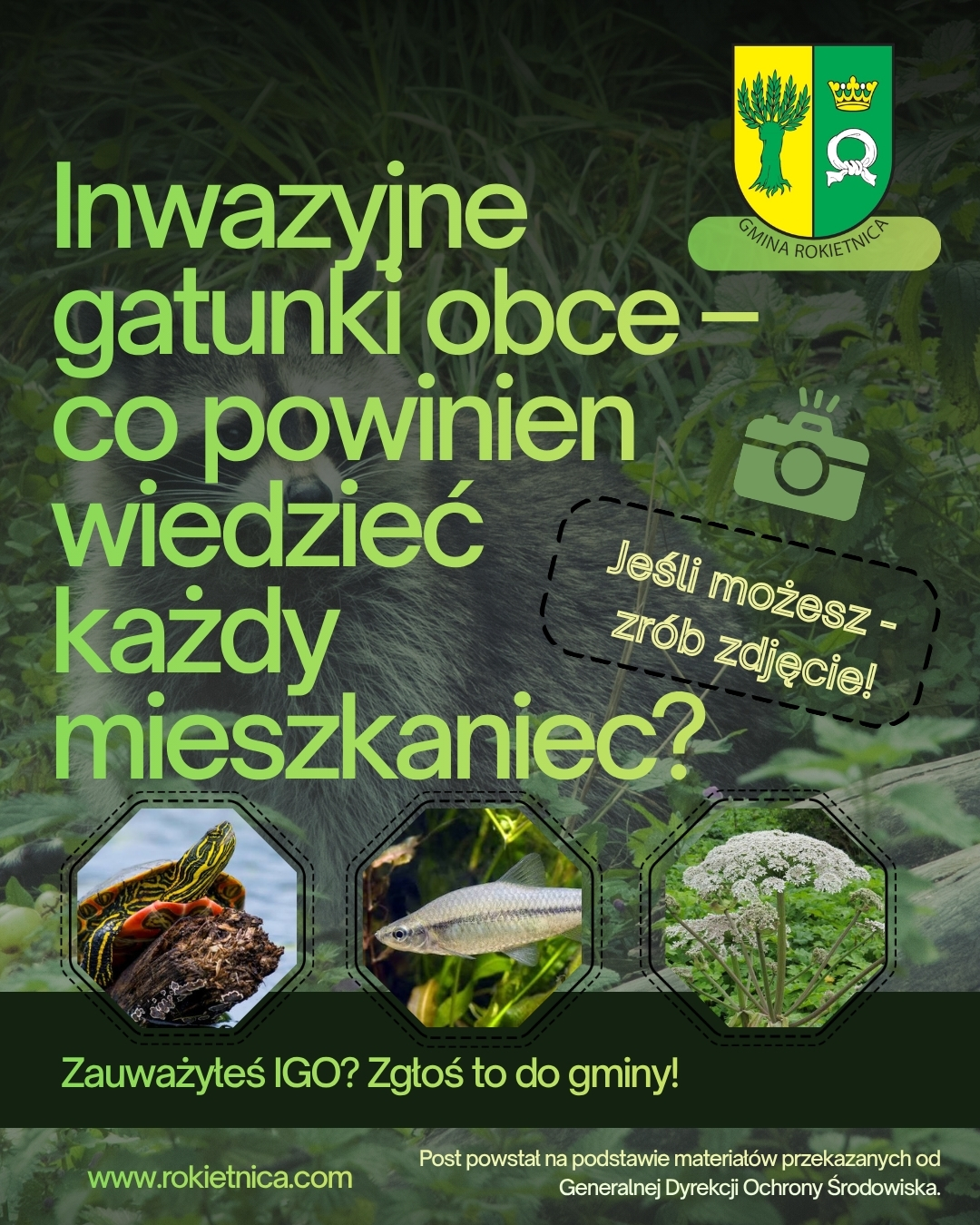 Grafika informująca o&nbsp;zgłoszeniach Inwazyjnych Gatunk&oacute;w Obcych. Herb Gminy Rokietnica. Zdjęcie ż&oacute;łwia ozdobnego, czebaczka amurskiego oraz&nbsp;barszczu Sosnowskiego. Inwazyjne gatunki obce - co powinien wiedzieć każdy Jeśli możesz - zr&oacute;b zdjęcie! mieszkaniec? Zauważyteś IGO? Zgłoś to do gminy! www.rokietnica.pl Post powstał na&nbsp;podstawie material&oacute;w przekazanych od Generalnej Dyrekcji Ochrony Środowiska.