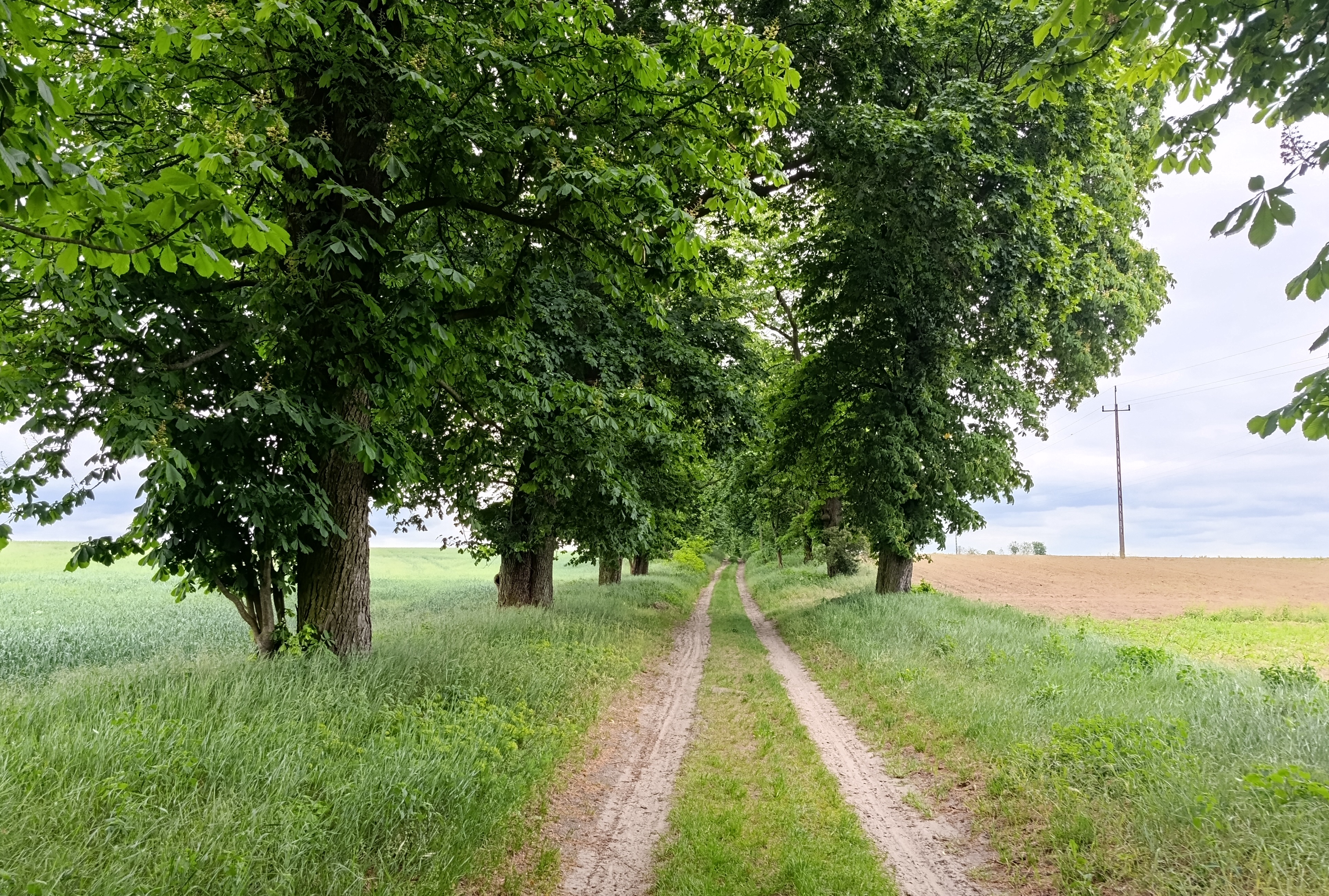 Zdjęcie przedstawiające pomnik przyrody "Kasztanowy Trakt".