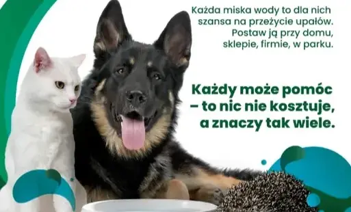 Pies, kot i jeż, zielono-biała kolorystyka, grafika informująca o Kampanii "Mały gest, wielka moc - wystaw miskę"