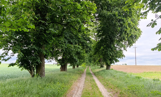 Zdjęcie przedstawiające pomnik przyrody "Kasztanowy Trakt".