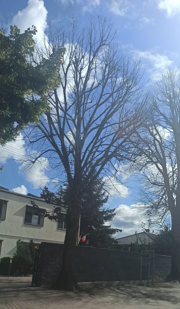 Na zdjęciu dwa drzewa bez liści, po lewej stronie fragment korony drzewa z zielonymi liśćmi. Za nimi murowany płot, otwarta brama automatyczna. Za nią dom. Nad nimi błękitne niebo.